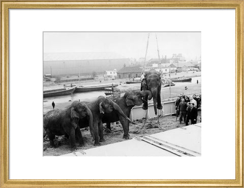 Circus elephants South West India Docks 1968