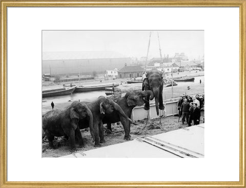 Circus elephants South West India Docks 1968