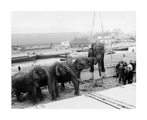 Circus elephants South West India Docks 1968