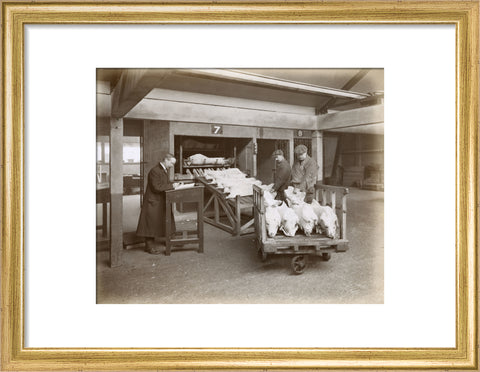 Refrigerated New Zealand lamb Royal Victoria Dock c. 1920
