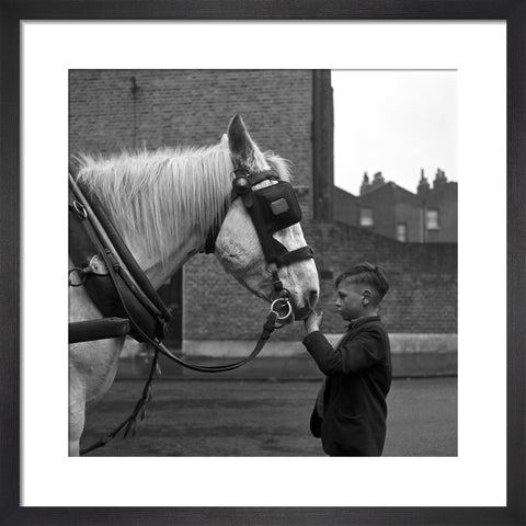 A young boy strokes horse. c.1955