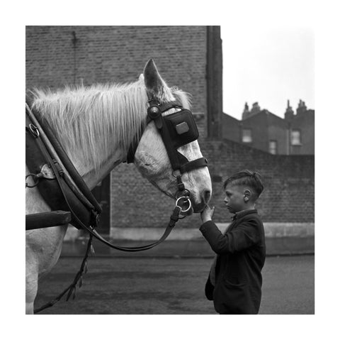 A young boy strokes horse. c.1955
