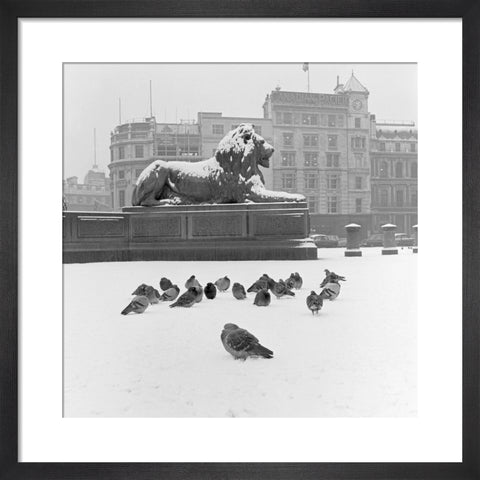 Lion statue and Pigeons in Trafalgar Square