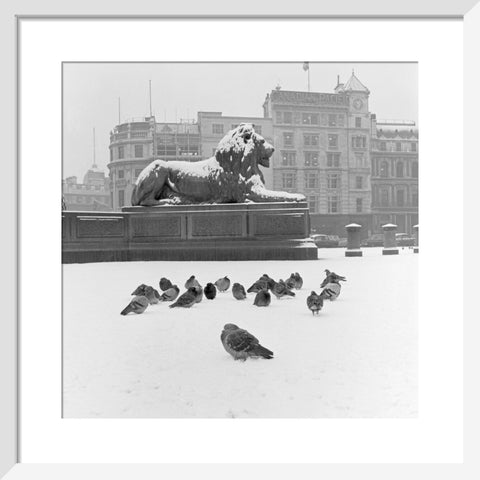 Lion statue and Pigeons in Trafalgar Square