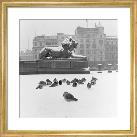 Lion statue and Pigeons in Trafalgar Square