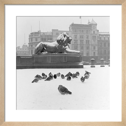 Lion statue and Pigeons in Trafalgar Square