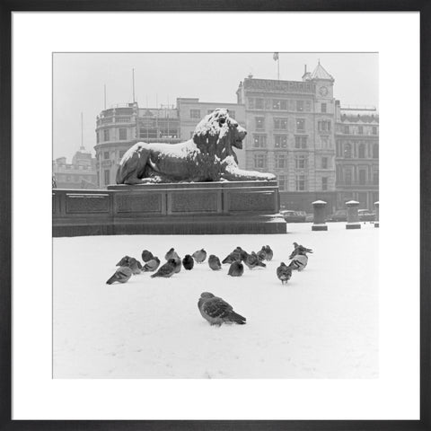 Lion statue and Pigeons in Trafalgar Square