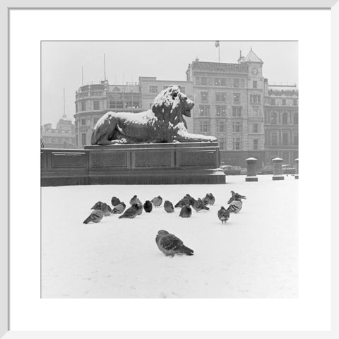 Lion statue and Pigeons in Trafalgar Square