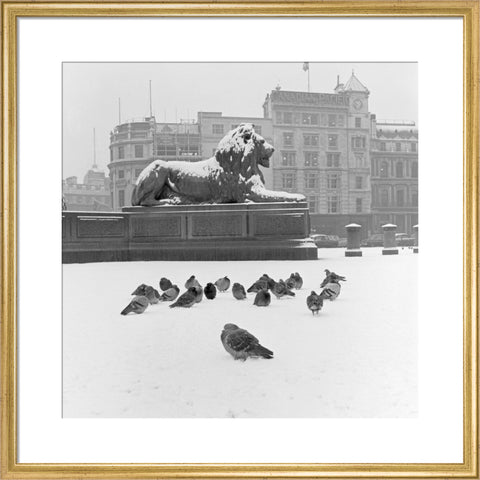 Lion statue and Pigeons in Trafalgar Square