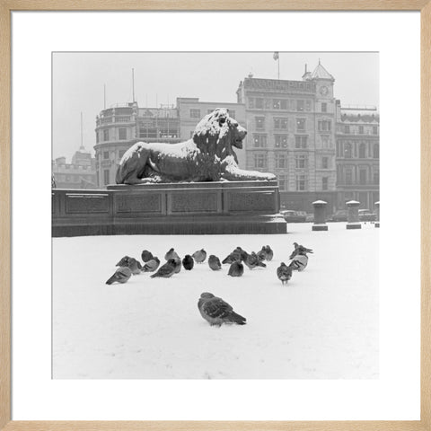 Lion statue and Pigeons in Trafalgar Square