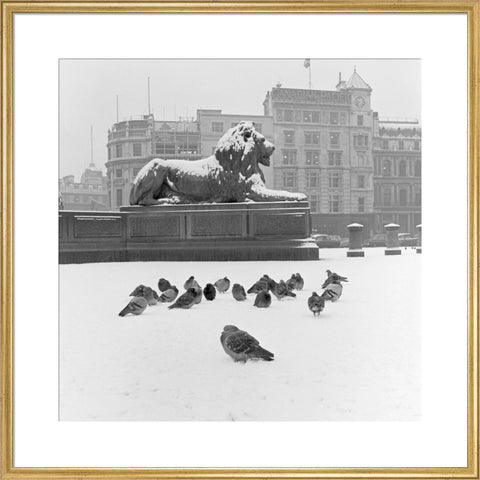 Lion statue and Pigeons in Trafalgar Square