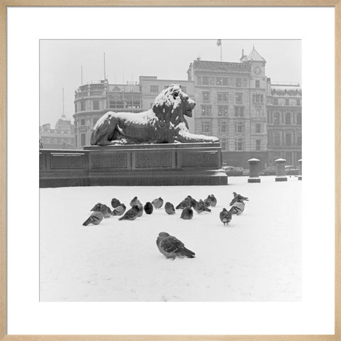 Lion statue and Pigeons in Trafalgar Square