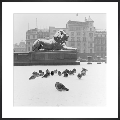 Lion statue and Pigeons in Trafalgar Square