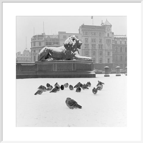 Lion statue and Pigeons in Trafalgar Square