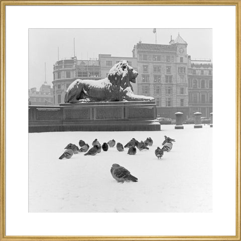 Lion statue and Pigeons in Trafalgar Square