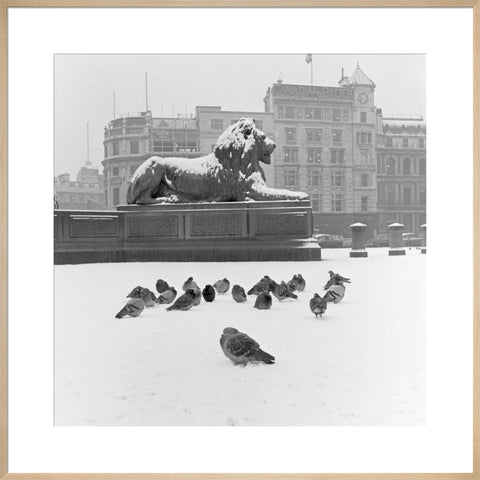 Lion statue and Pigeons in Trafalgar Square