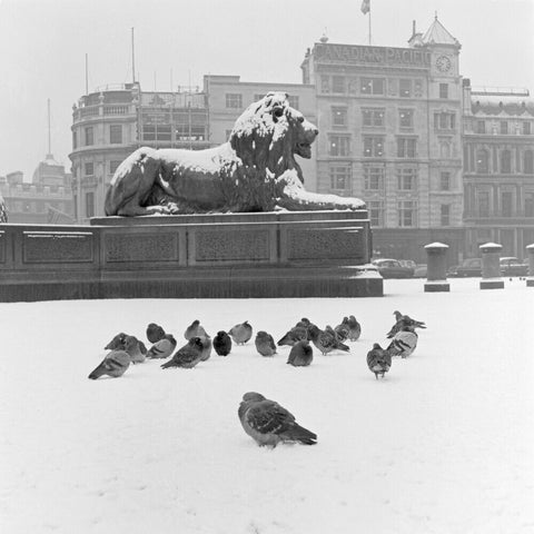 Lion statue and Pigeons in Trafalgar Square