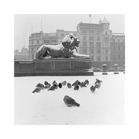 Lion statue and Pigeons in Trafalgar Square