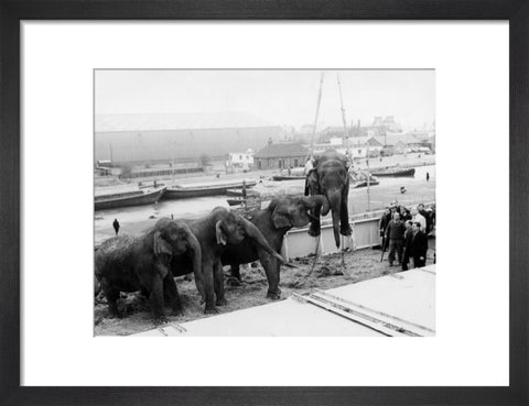 Circus elephants South West India Docks 1968