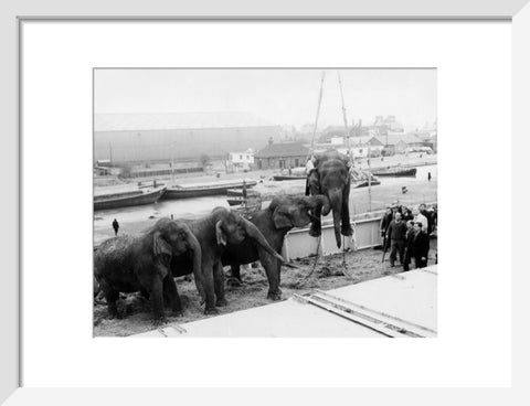 Circus elephants South West India Docks 1968