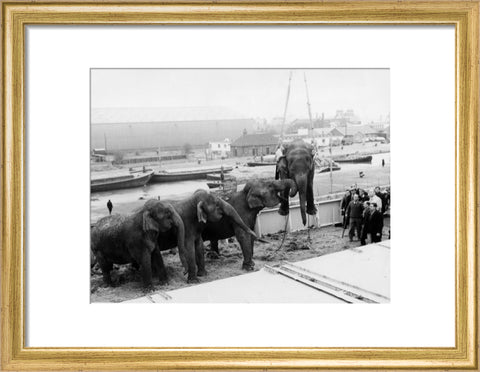 Circus elephants South West India Docks 1968