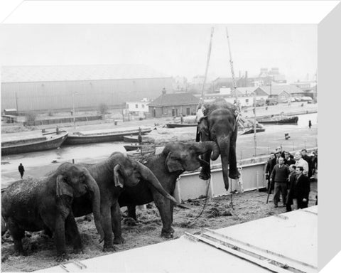 Circus elephants South West India Docks 1968