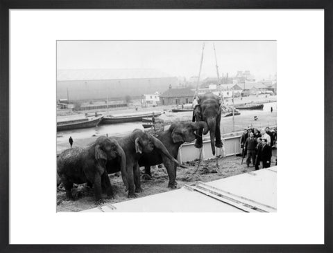 Circus elephants South West India Docks 1968