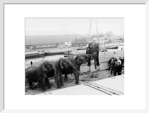 Circus elephants South West India Docks 1968