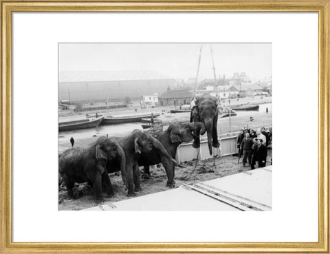 Circus elephants South West India Docks 1968