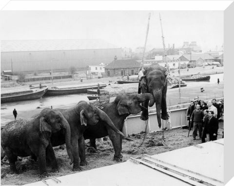 Circus elephants South West India Docks 1968