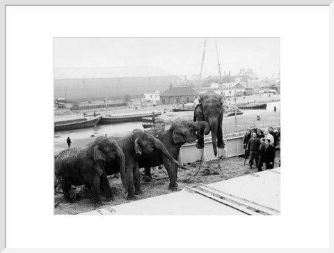 Circus elephants South West India Docks 1968