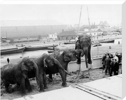 Circus elephants South West India Docks 1968