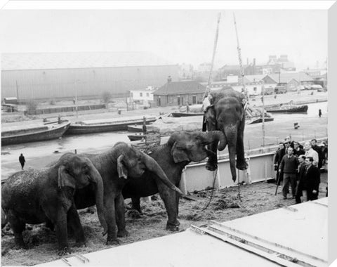 Circus elephants South West India Docks 1968