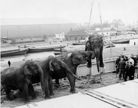 Circus elephants South West India Docks 1968