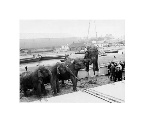 Circus elephants South West India Docks 1968