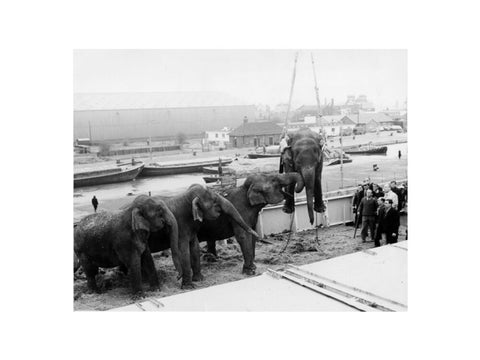 Circus elephants South West India Docks 1968