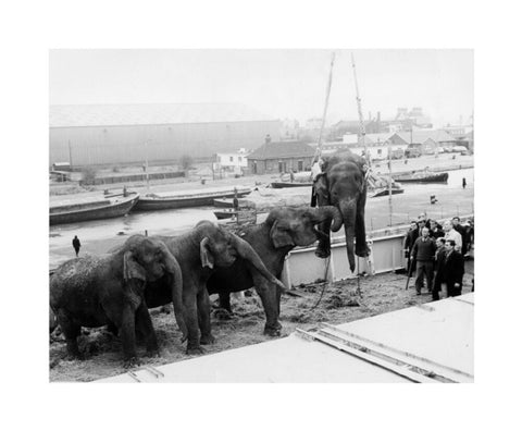 Circus elephants South West India Docks 1968