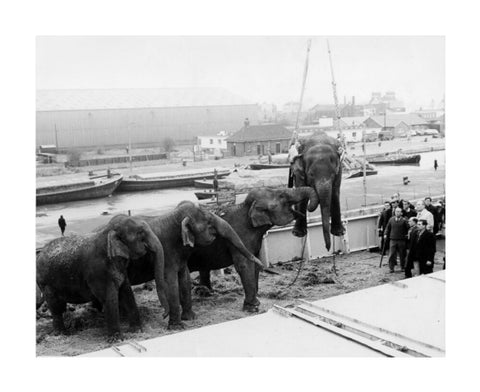 Circus elephants South West India Docks 1968