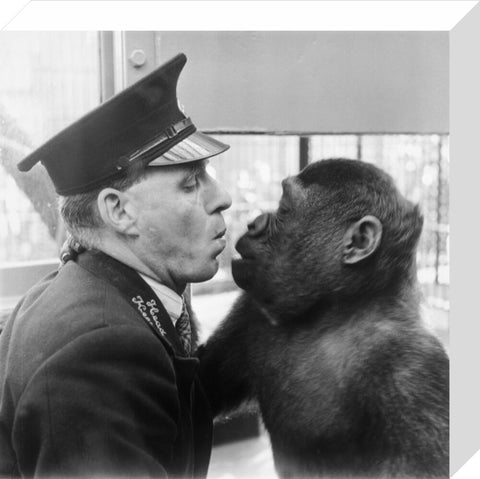 At London Zoo in Regent's Park 1950s