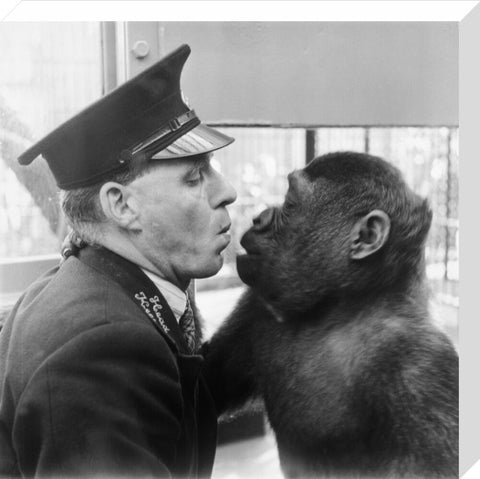 At London Zoo in Regent's Park 1950s