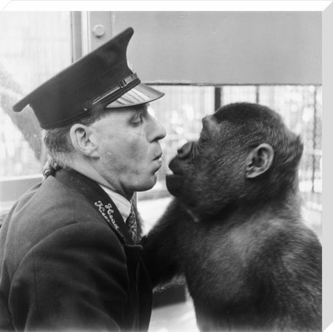 At London Zoo in Regent's Park 1950s