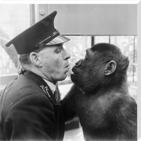 At London Zoo in Regent's Park 1950s