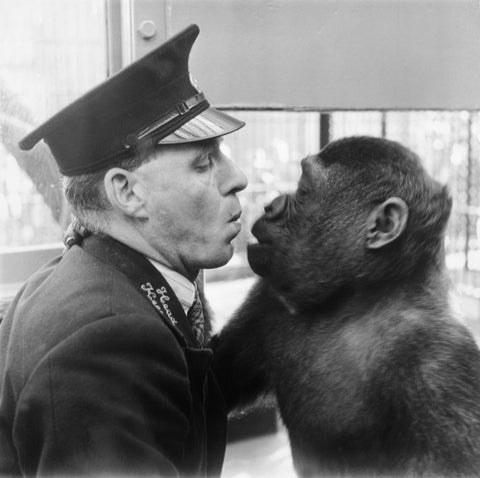 At London Zoo in Regent's Park 1950s