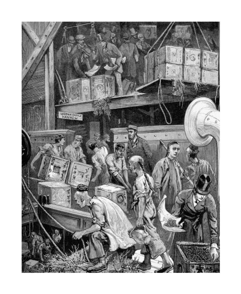 The arrival of Loudoun Castle at the London Dock 1877