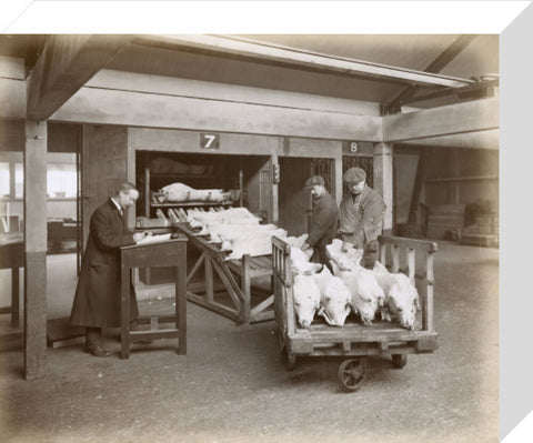 Refrigerated New Zealand lamb Royal Victoria Dock c. 1920