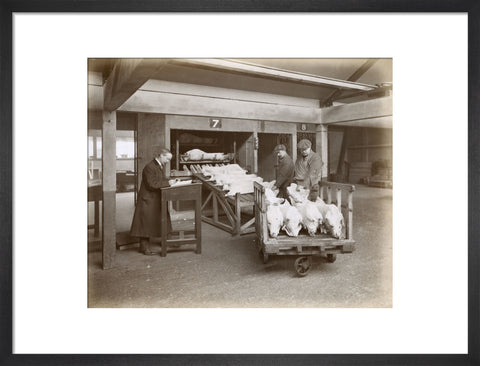 Refrigerated New Zealand lamb Royal Victoria Dock c. 1920