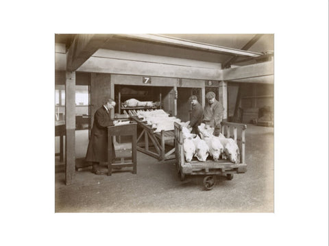 Refrigerated New Zealand lamb Royal Victoria Dock c. 1920