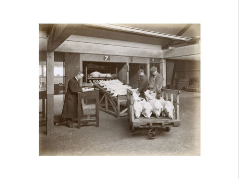 Refrigerated New Zealand lamb Royal Victoria Dock c. 1920