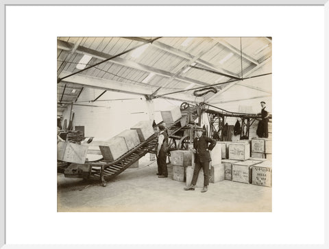 Tea on a conveyor system Tilbury Docks c. 1920