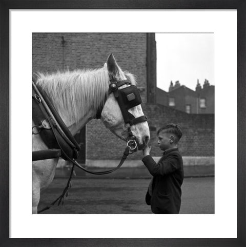 A young boy strokes horse. c.1955